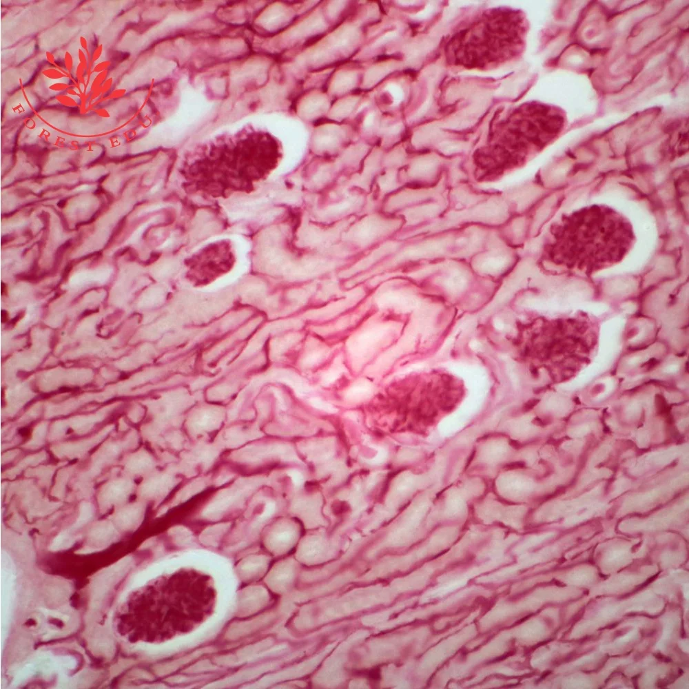 Higher education Kidney injected, thick section Physiology tissue slides