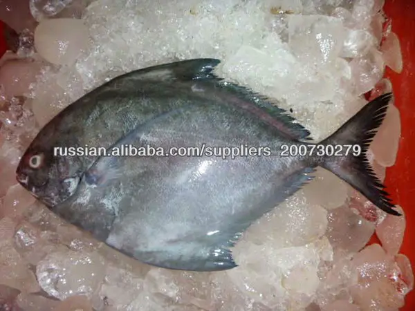 замороженные черный брама рыбы