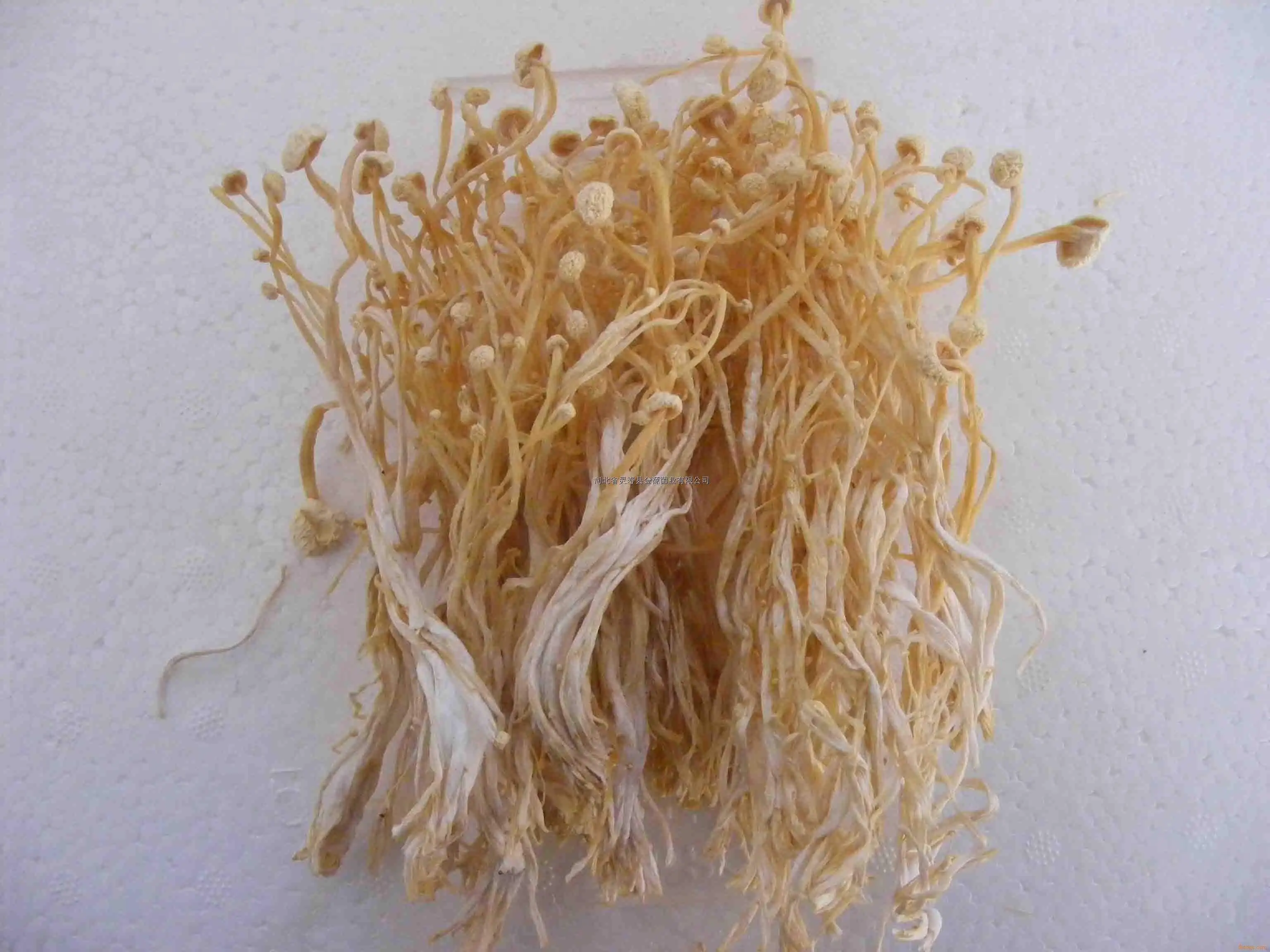 Flammulina velutipe(Needle mushroom)extract