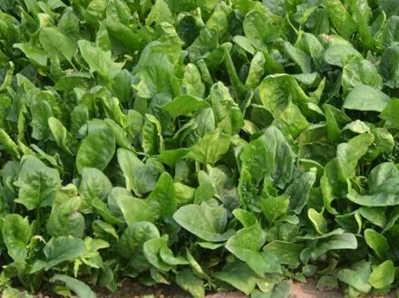 Autumn and spring cultivation spinach hybrid seeds