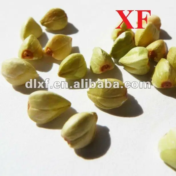  Халд гречиха