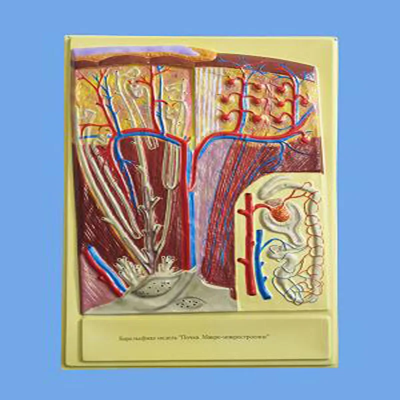 Biology Education Equipment Bas-relief model of Human Kidney