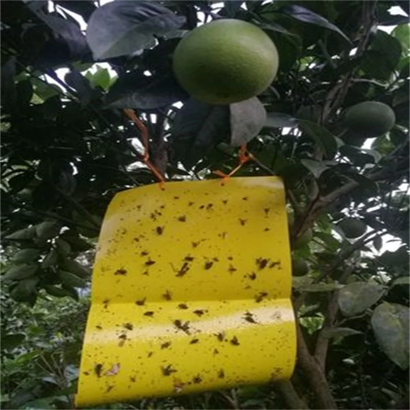 Bactrocera dorsalis pheromone trap