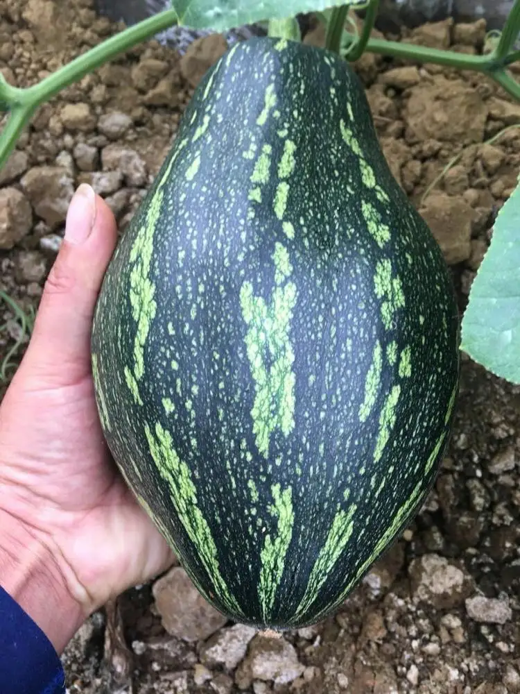 
Thailand kernels favor pumpkin seeds hybrid F1 