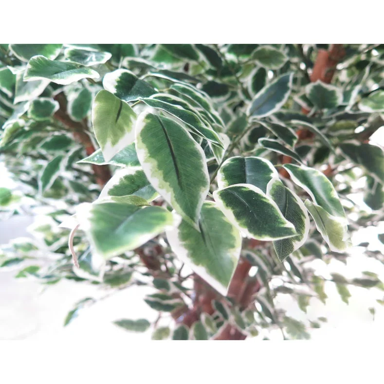 
Rattan twisted white edge leaf ficus tree artificial tree 