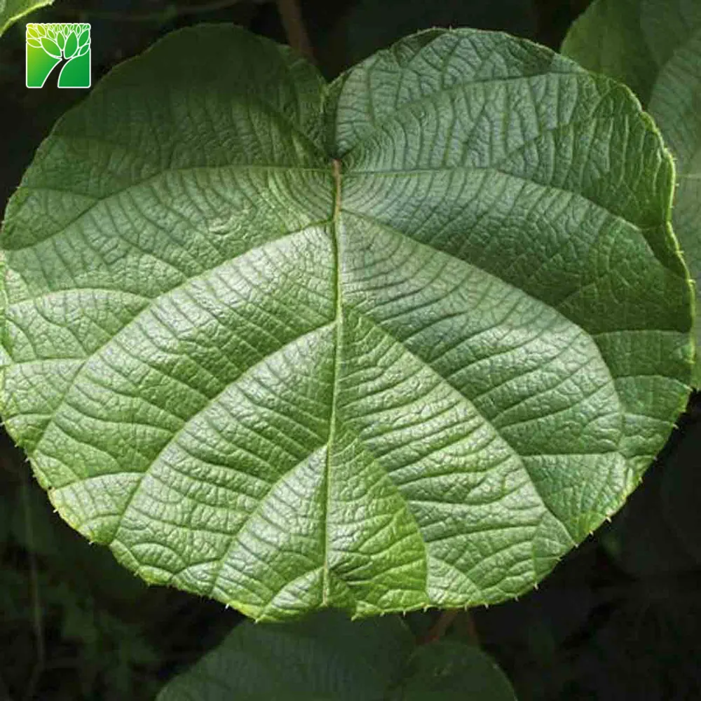 
Frequent watering requirements actinidia chinensis sapling kiwi fruit plant seedlings from China 