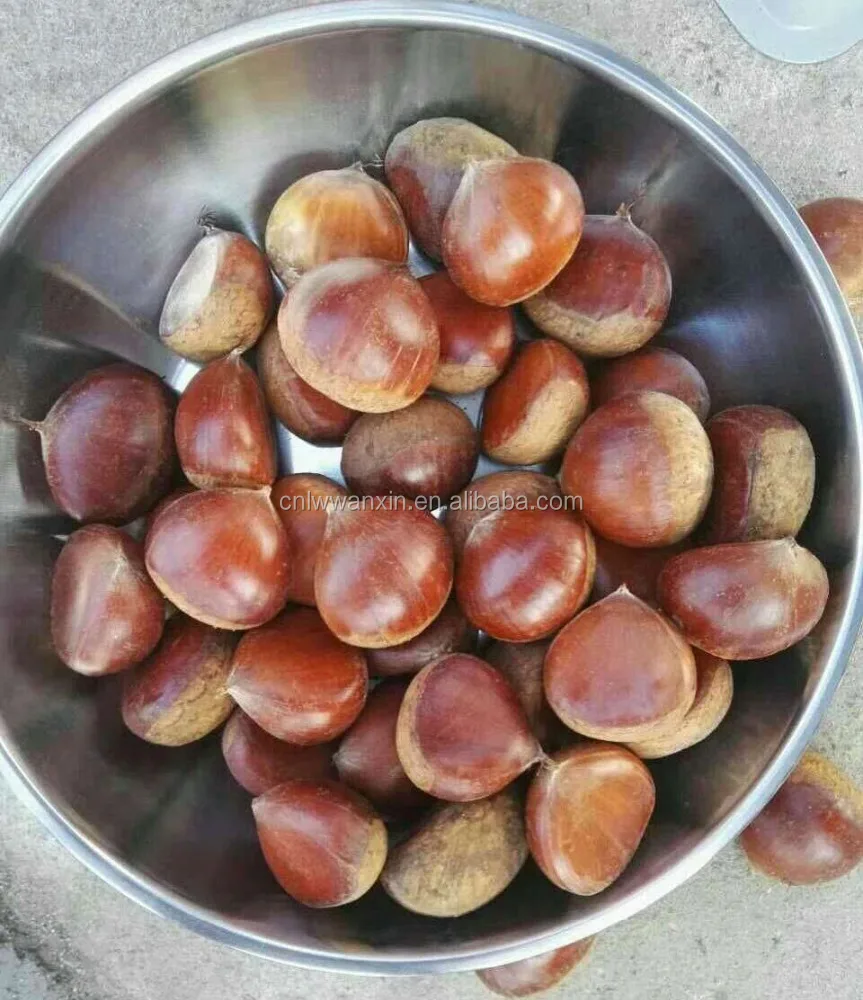 
China chestnut 30-40 40-50 50-60 