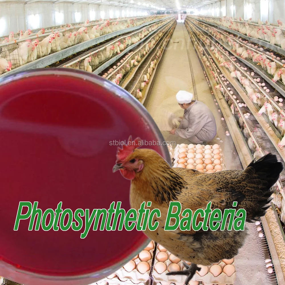 
Phototropic bacteria photosynthetic bacteria,Agriculture used probiotic photosynthetic bacteria organic animal feed 