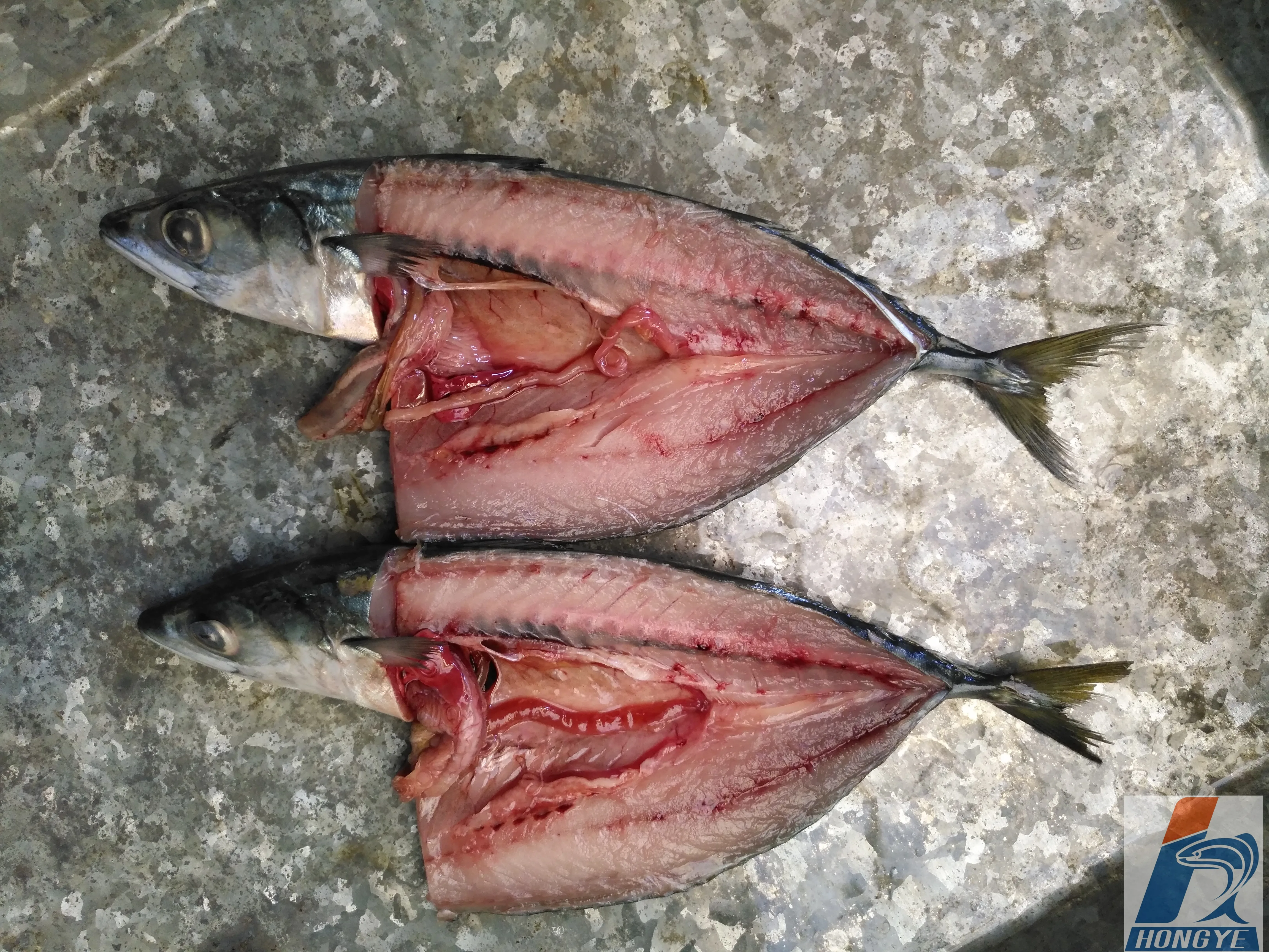 Frozen Pacific Mackerel fish whole round seafrozen BQF 150-200g for market