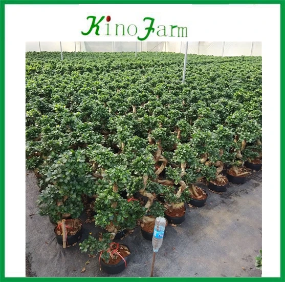Chinese ficus retusa bonsai ficus shape
