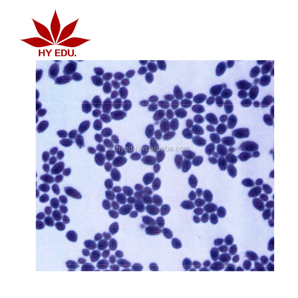 50 kinds kit fungi and bacteria Microorganism cells prepared microscope microbiology slides for biology education