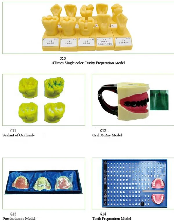 Dental teeth Anesthesia Extraction Model with buzzer