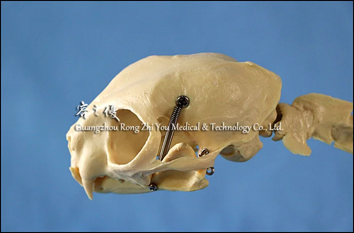Medical Anatomical Plastic Cat Skull Model