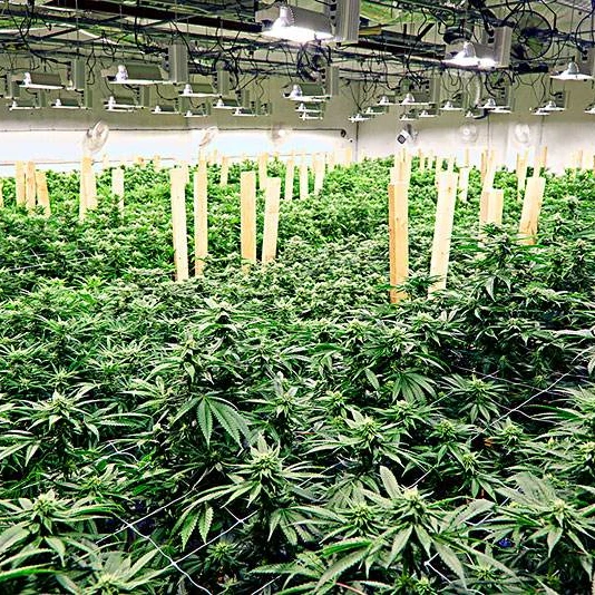 Agricultural Greenhouse With Blackout Curtain