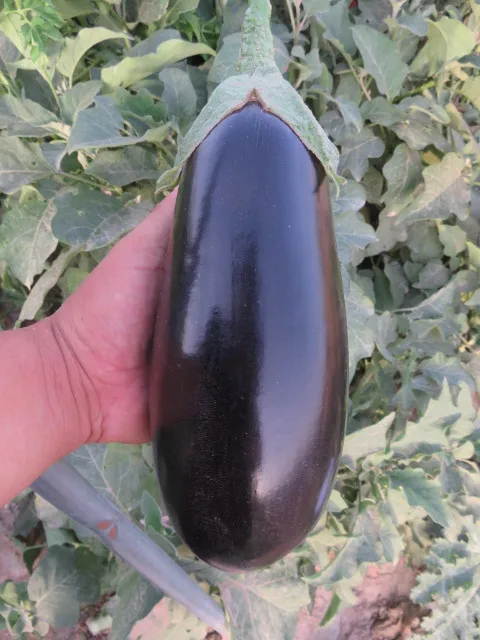 
Suntoday black beauty Bulb Eggfruit vegetable f1 hybrid Eggplant seeds 5gr/bag=1000seeds 