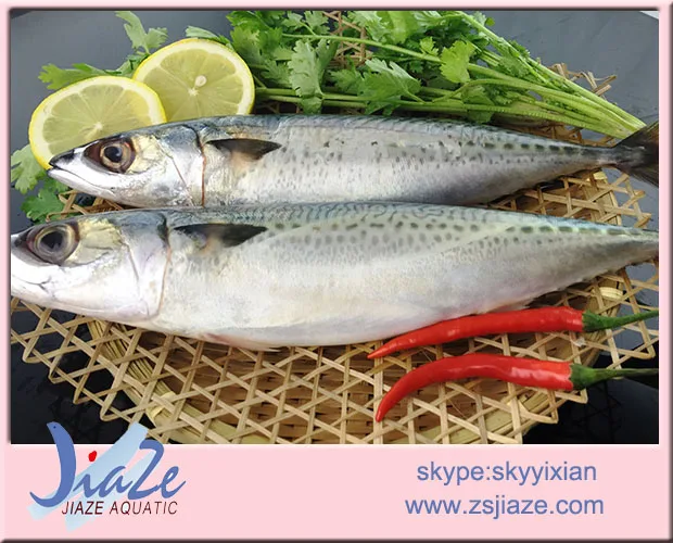 
Frozen Mackerel Fish W/R Pacific Mackerel Scomber Japonicu 