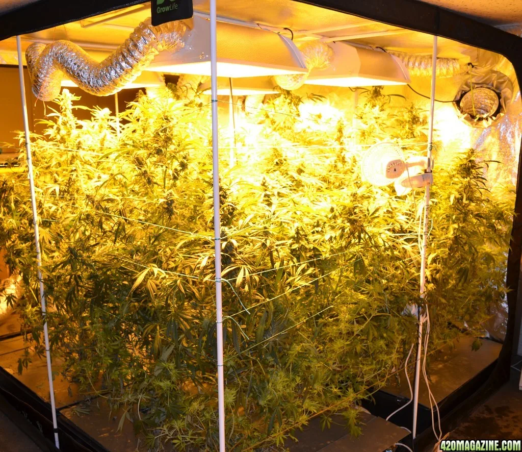 Customized Poly Garden Greenhouse Dark Room Hydroponic Complete Grow Tent Grow Light Kits 150*150*200cm * Indoor Plant Growth