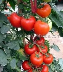 Linong семена овощных культур, семена для посадки, высокое качество семена овощных культур