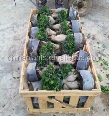 
FICUS GINSENG BONSAI 