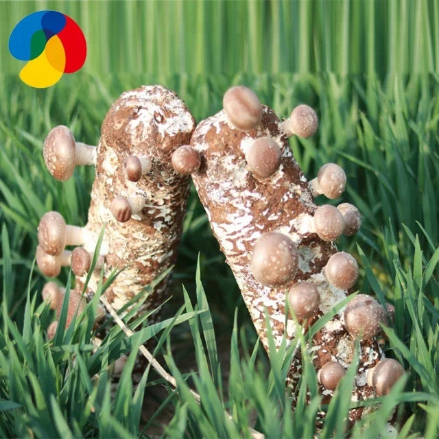 
China Qihe edible fungi shiitake mushroom seeds compost bags for sale /export to growing fresh shiitake mushroom 