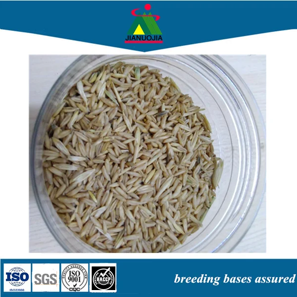 Еда для птиц оптом овса