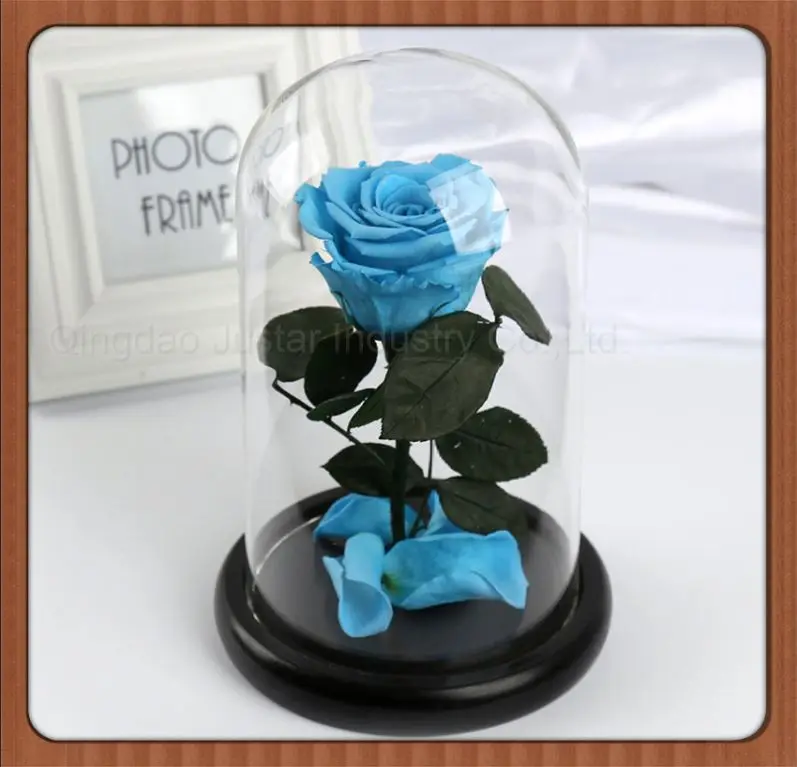 
Bell Jar Small Glass Dome with Wood base \ Taxidermy Glass Butterfly Dome \ Display Tall decorative clear glass bell jar dome 