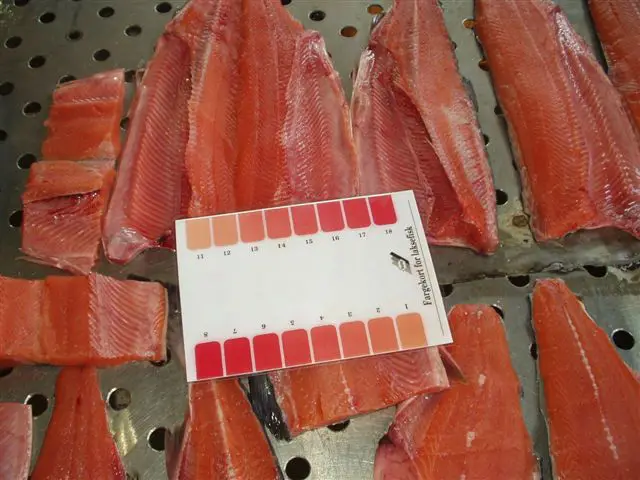 New Coming Top Quality Seafood Fillets FROZEN Offer Bag Red OEM Bulk Style Storage Piece Packaging Pack Color Atlantic Salmon