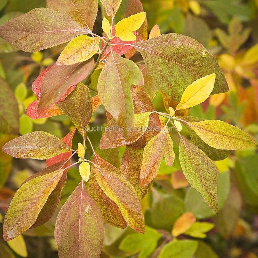 
2021 Touchhealthy Поставка семян сассафраса tzumu, обычные сассафраса для выращивания 