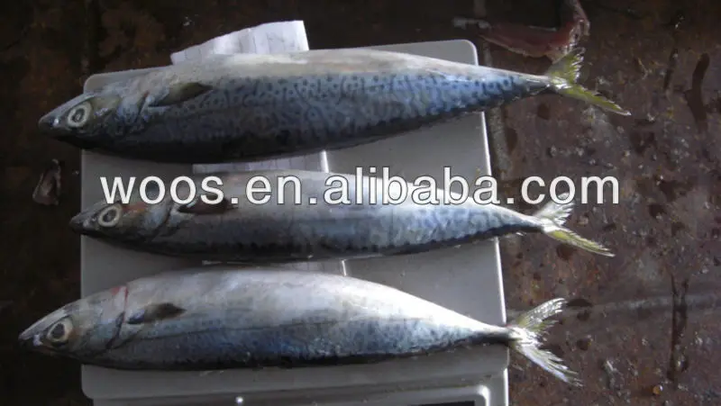 frozen pacific mackerel
