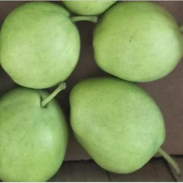 
Supplying Chinese Fresh Fruit Big Ya Pear  (60841404294)