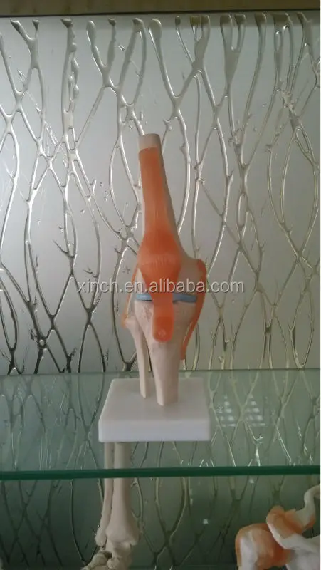 Анатомическая пластиковая кость анатомическая модель коленного сустава