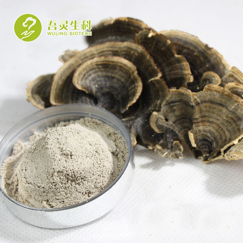 High Quality Breast Cancer Adobo Recipe Turkey Tail Fungus Turkey Tail Mushroom Extract