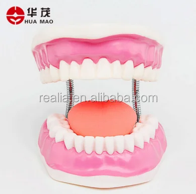 HM-BD-061 Ningbo Huamao Tooth brushing model Dental model