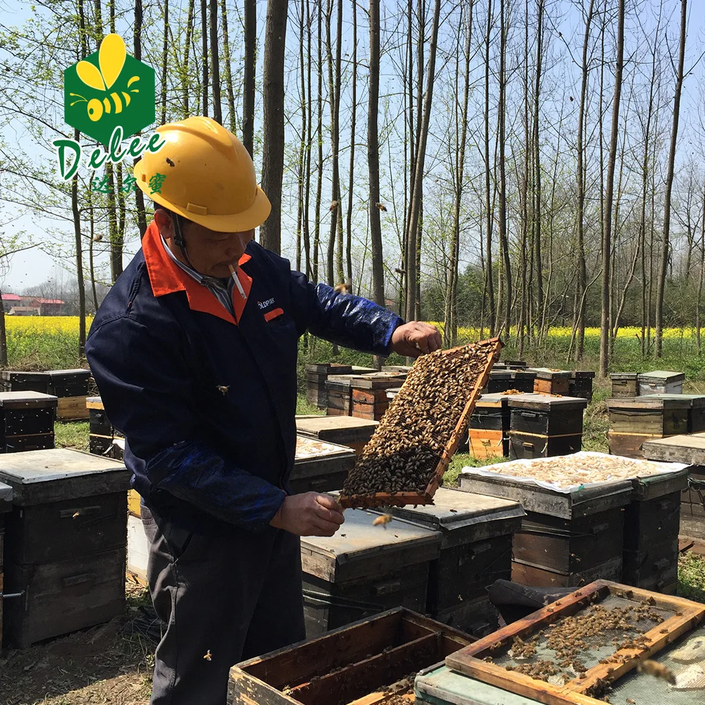 Зрелый гречневый мед в пластиковой бутылке