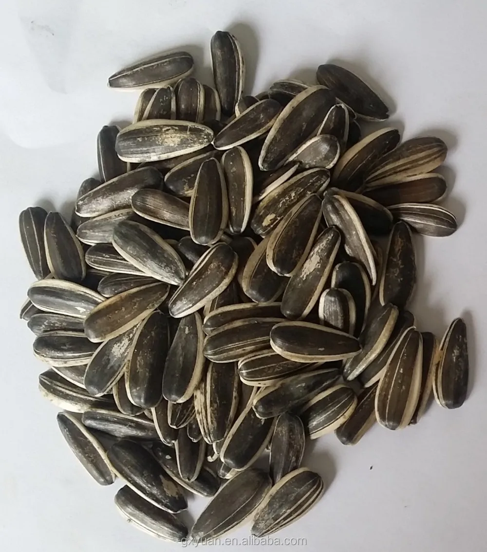 Inner Mongolia sunflower seeds with low price