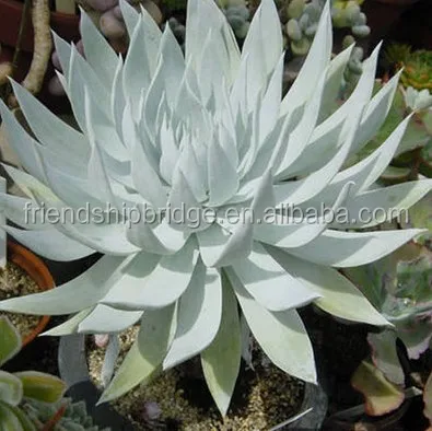 
DUDLEYA brittonii of succulent plants 