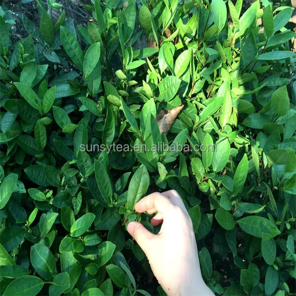 chinese special tea Xihu west lake longjing green tea