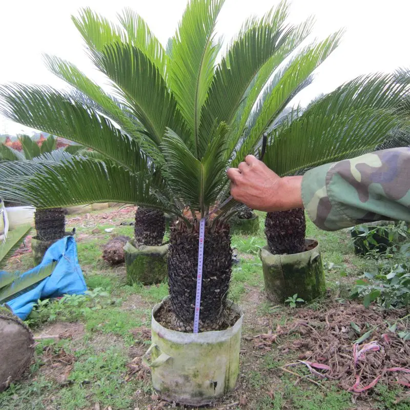 
Цикас революта 