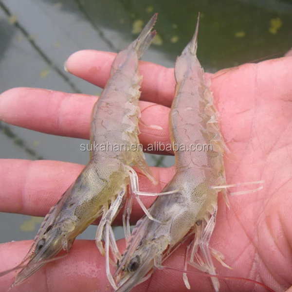 
healthy safe probiotics for shrimp / fish aquaculture probiotics with good quality 
