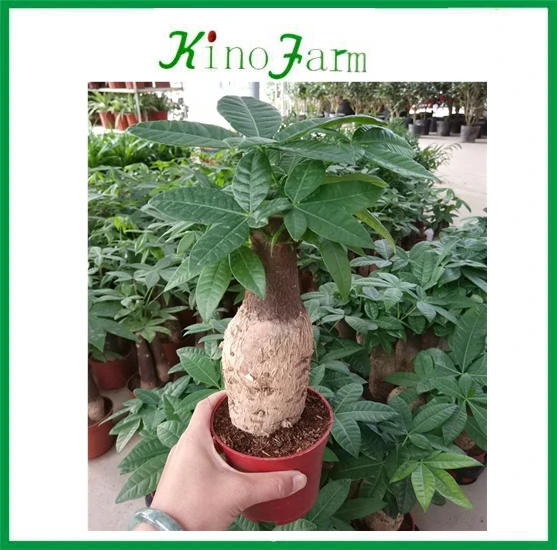 
zhangzhou kinofarm decorative indoor plants parchira bonsai 