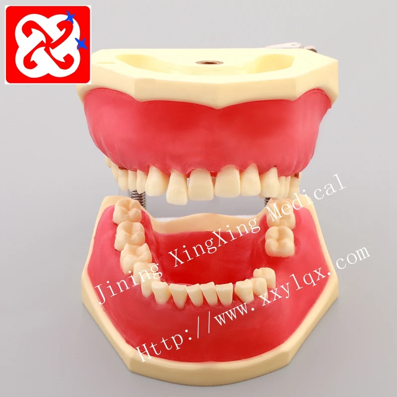 Periodontal disease model for practice cutting suturing