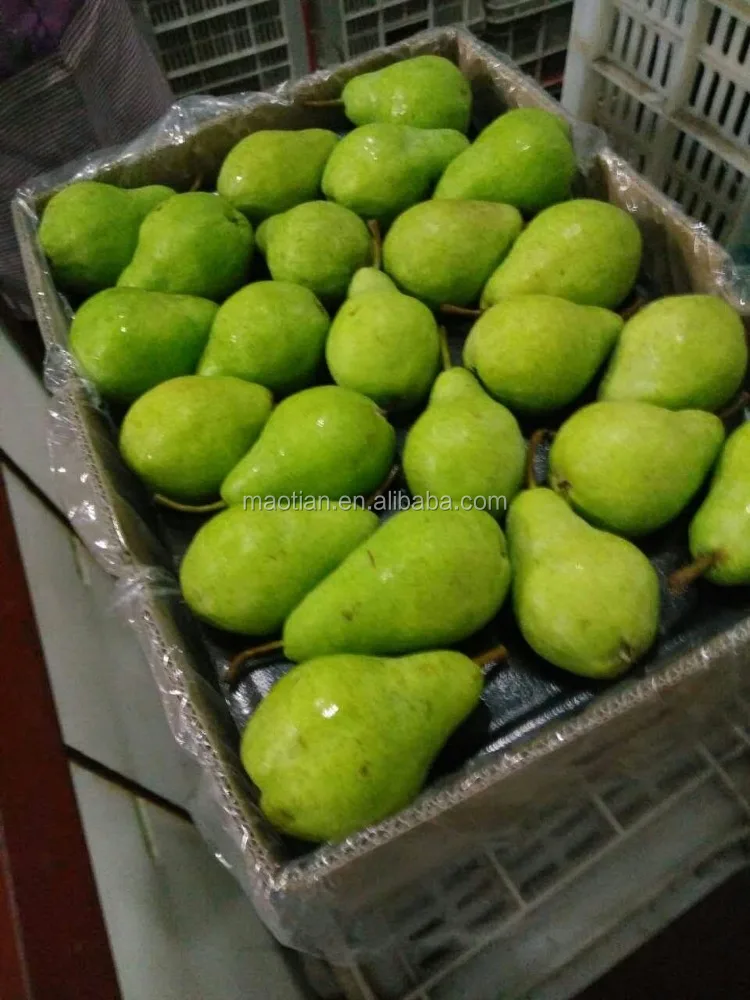 
Year 2021 New Season Packham Pears 