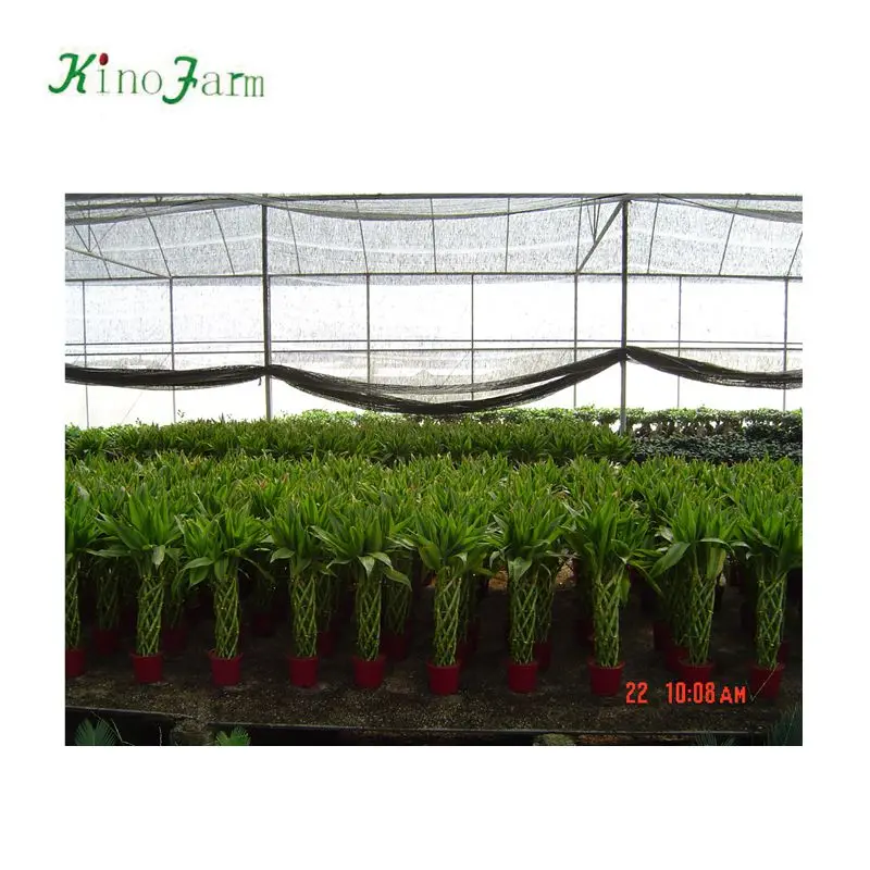 
ornamental indoor lucky bamboo plant nursery 