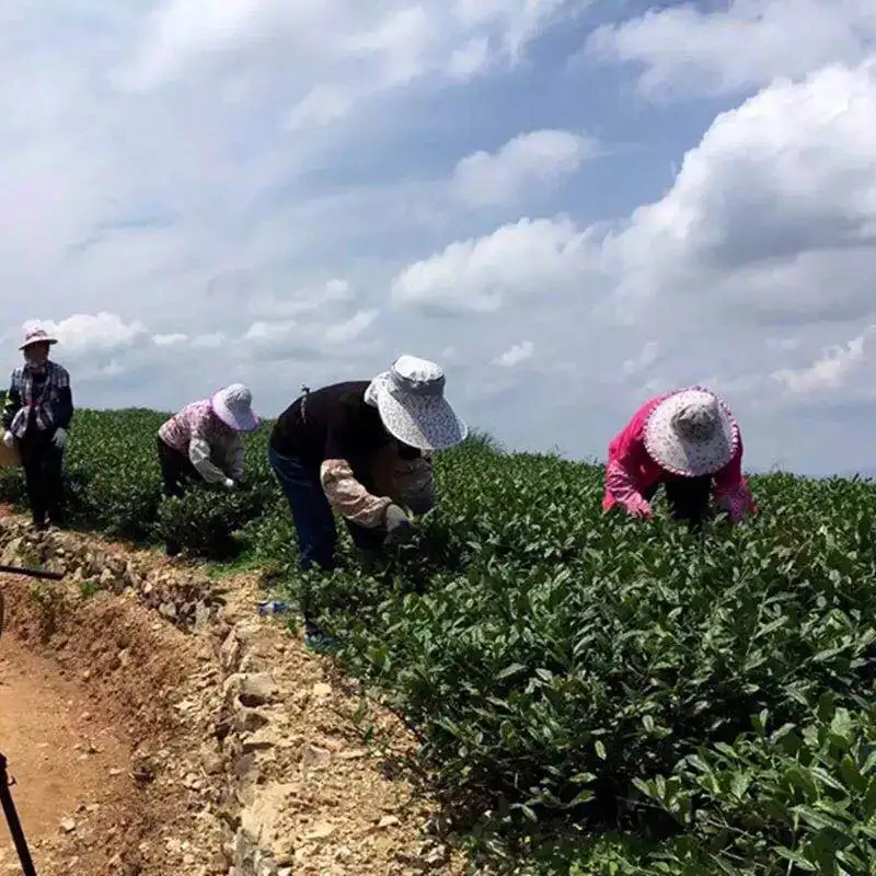 Factory Price Oolong Tea Bags Tam Chau Oolong Tea