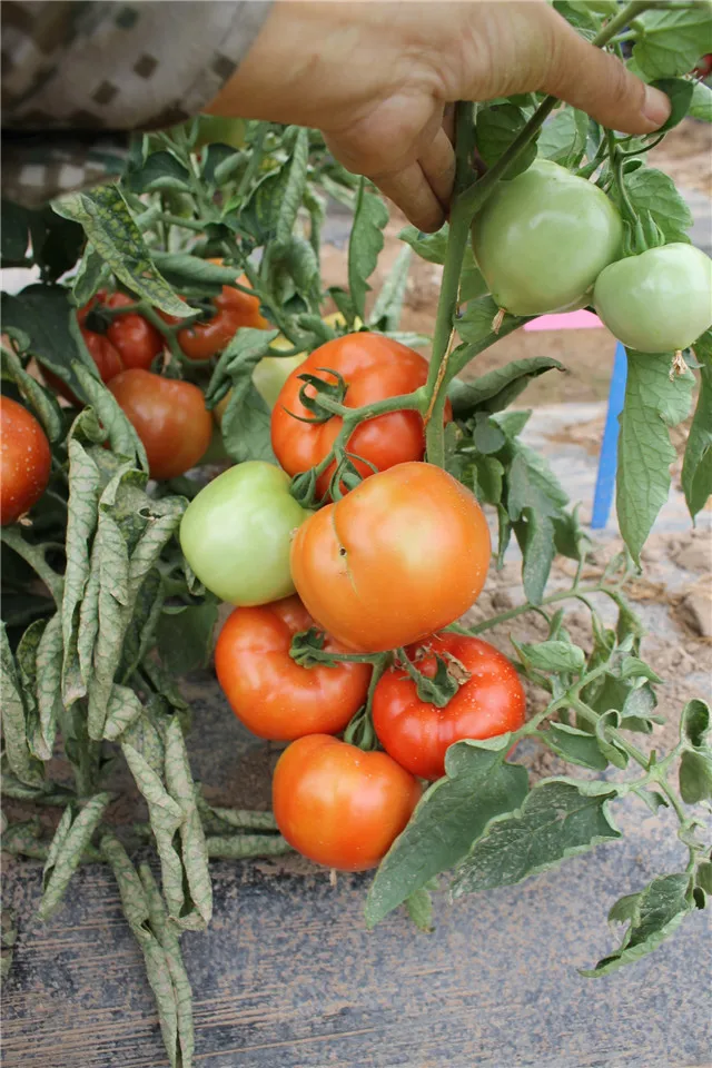 
Red vegetable hybrid israel tomato seeds 