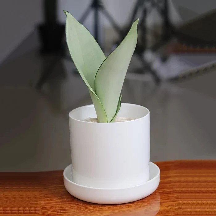 
Ornamental plant bonsai Sansevieria trifasciata Prain 