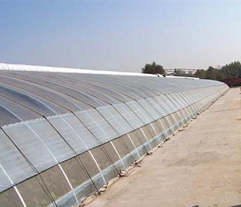 Greenhouse From Holland Type Plastic Film Single-Span Solar Greenhouse Grown Throughout the Year