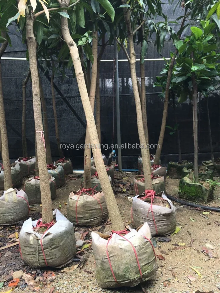 
Mangifera indica ( mango tree ) tropical plants 