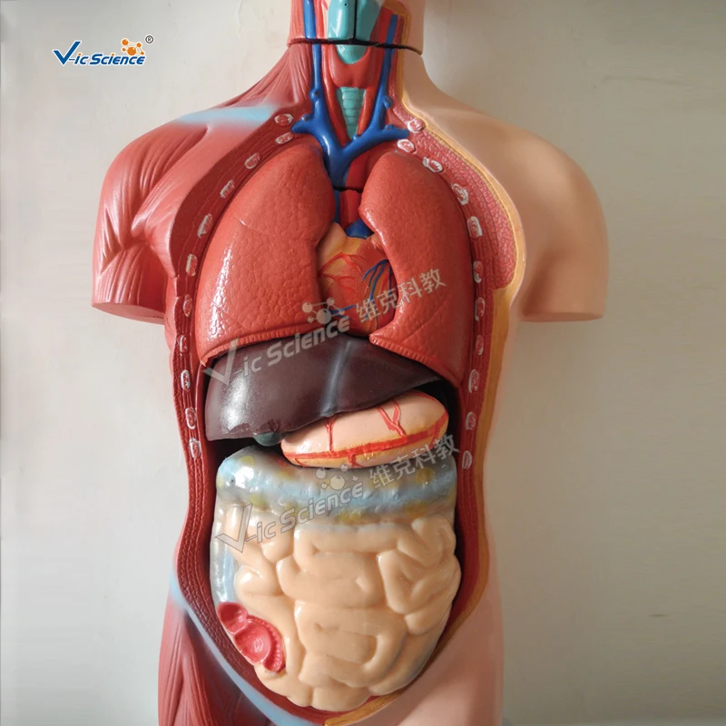 medical science 18  Parts Medical Anatomy 42cm sexless Human Torso Model medical anatomical model