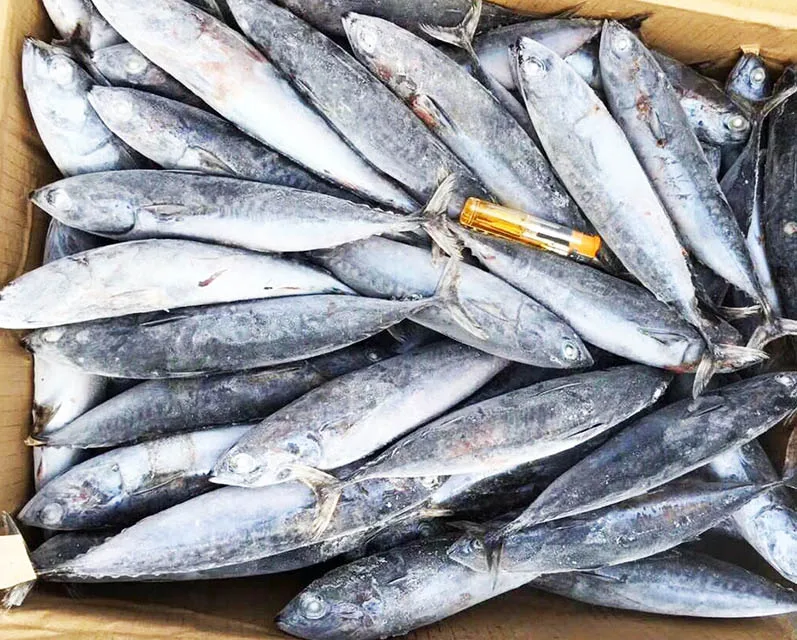whole small size frozen bonito seafood WR tuna fish from China